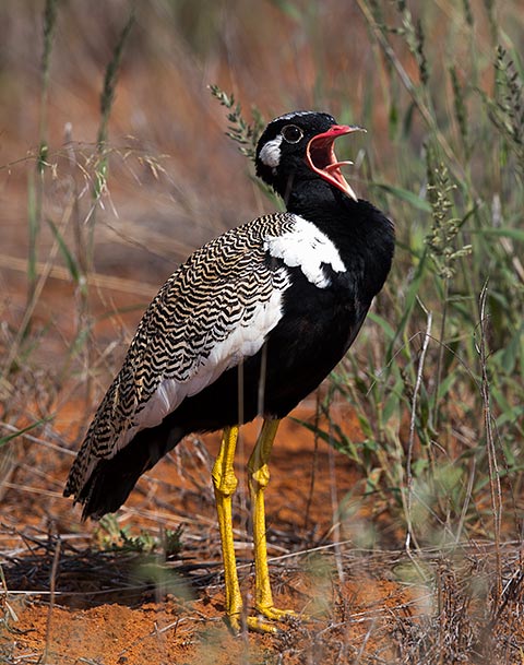 Northern Black Korhaan male